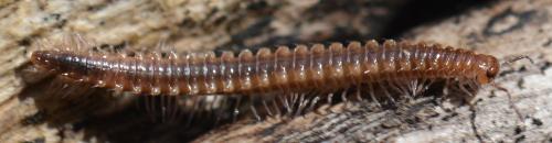 Nanogona polydesmoides